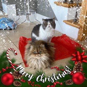 Meet your Posher, Brandi